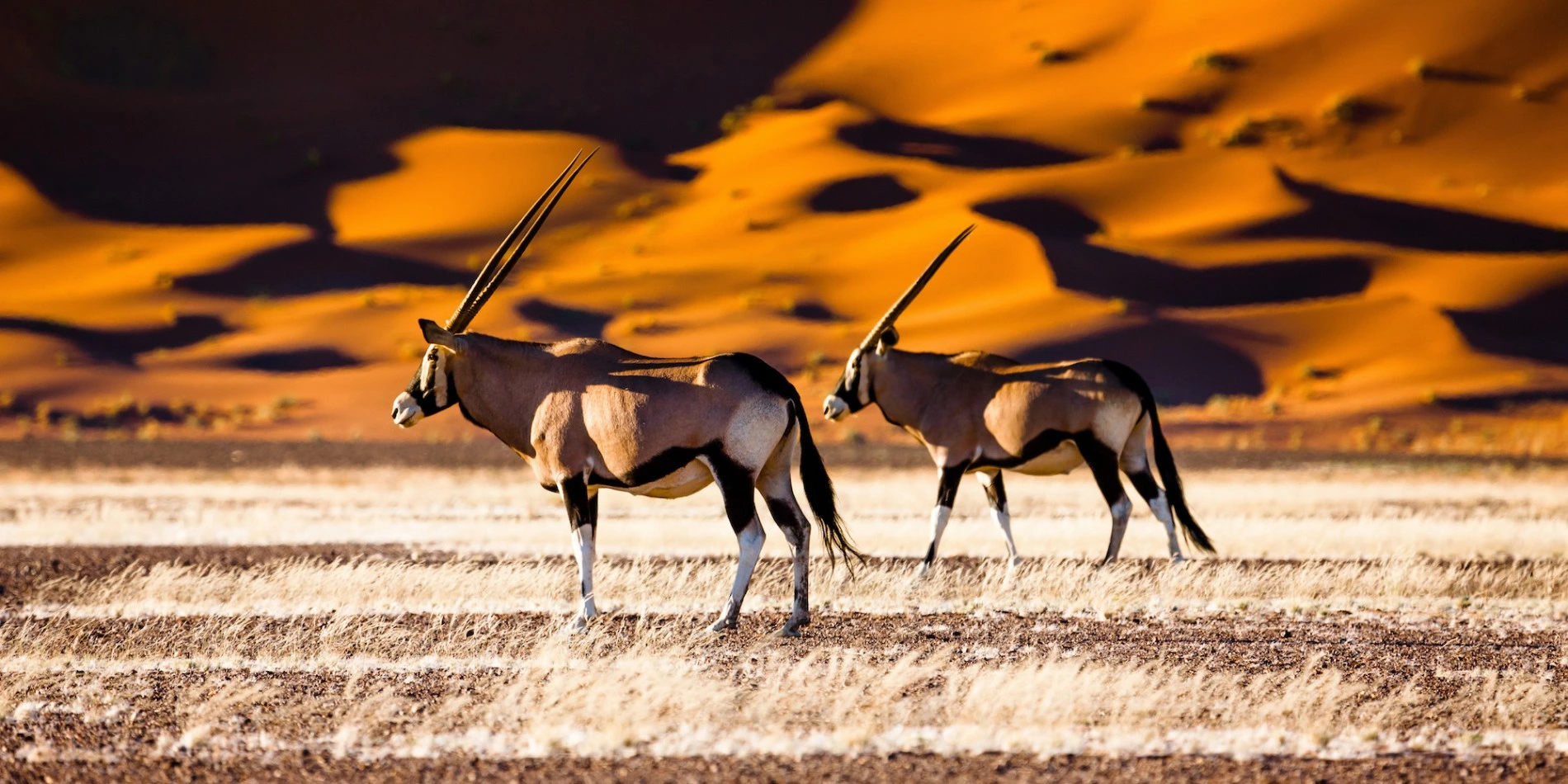 African Safari